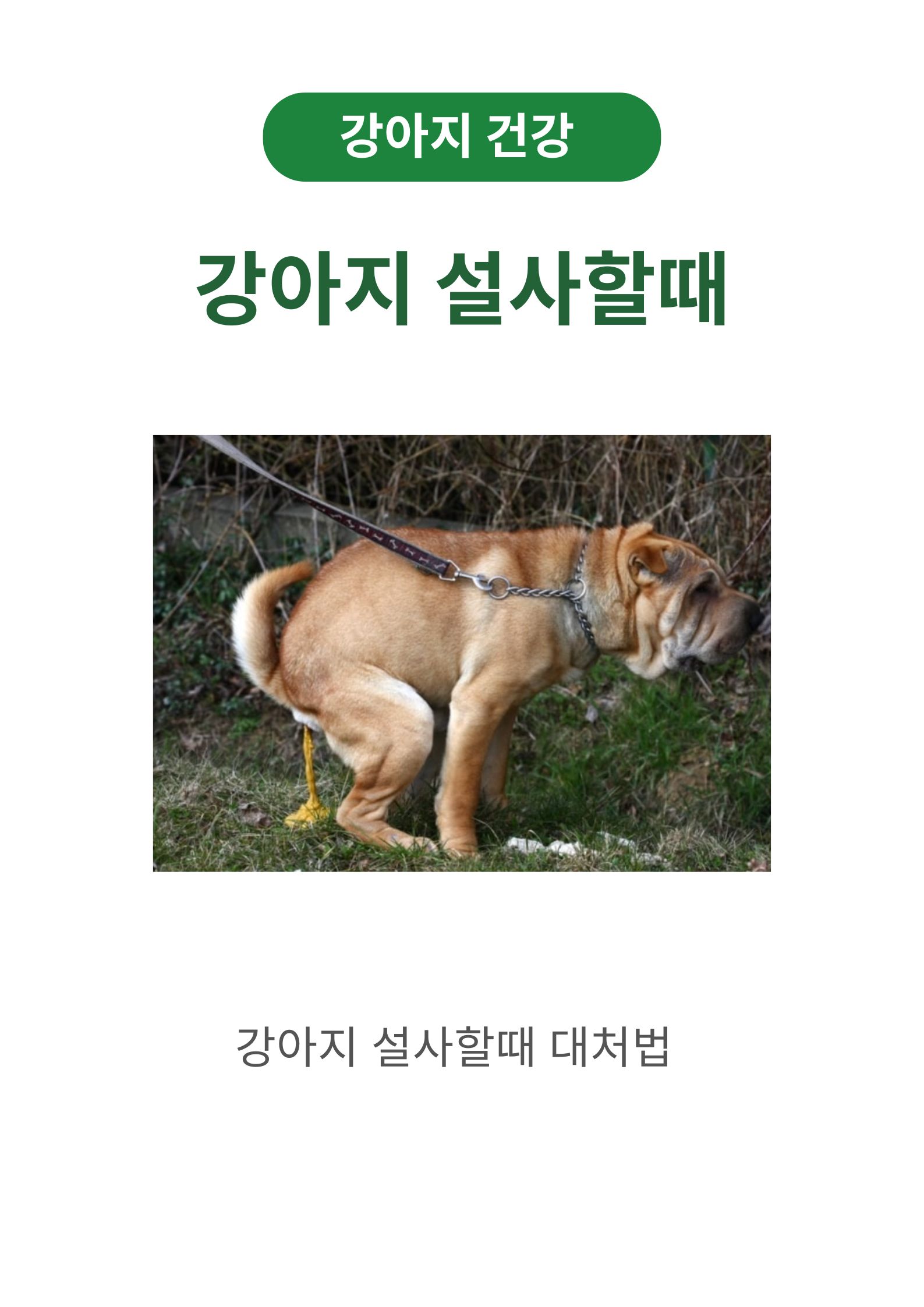 강아지 설사할때 대처법, 설사 원인 100% 여기에 있습니다!