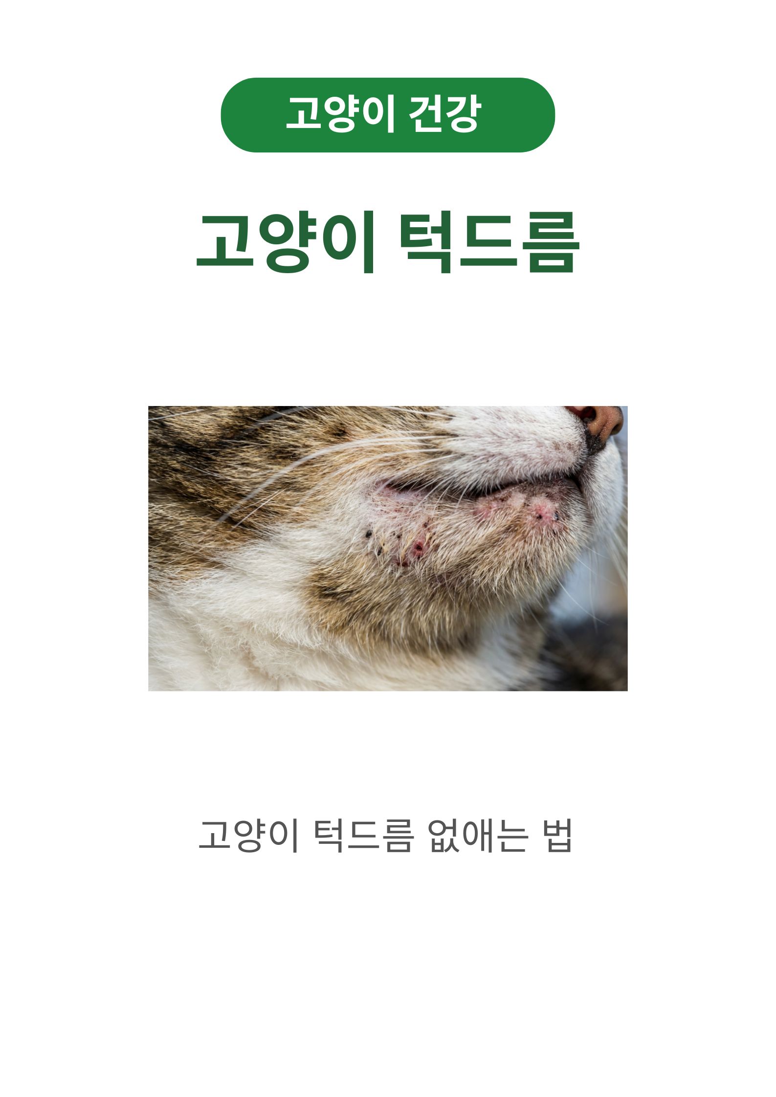 고양이 턱드름