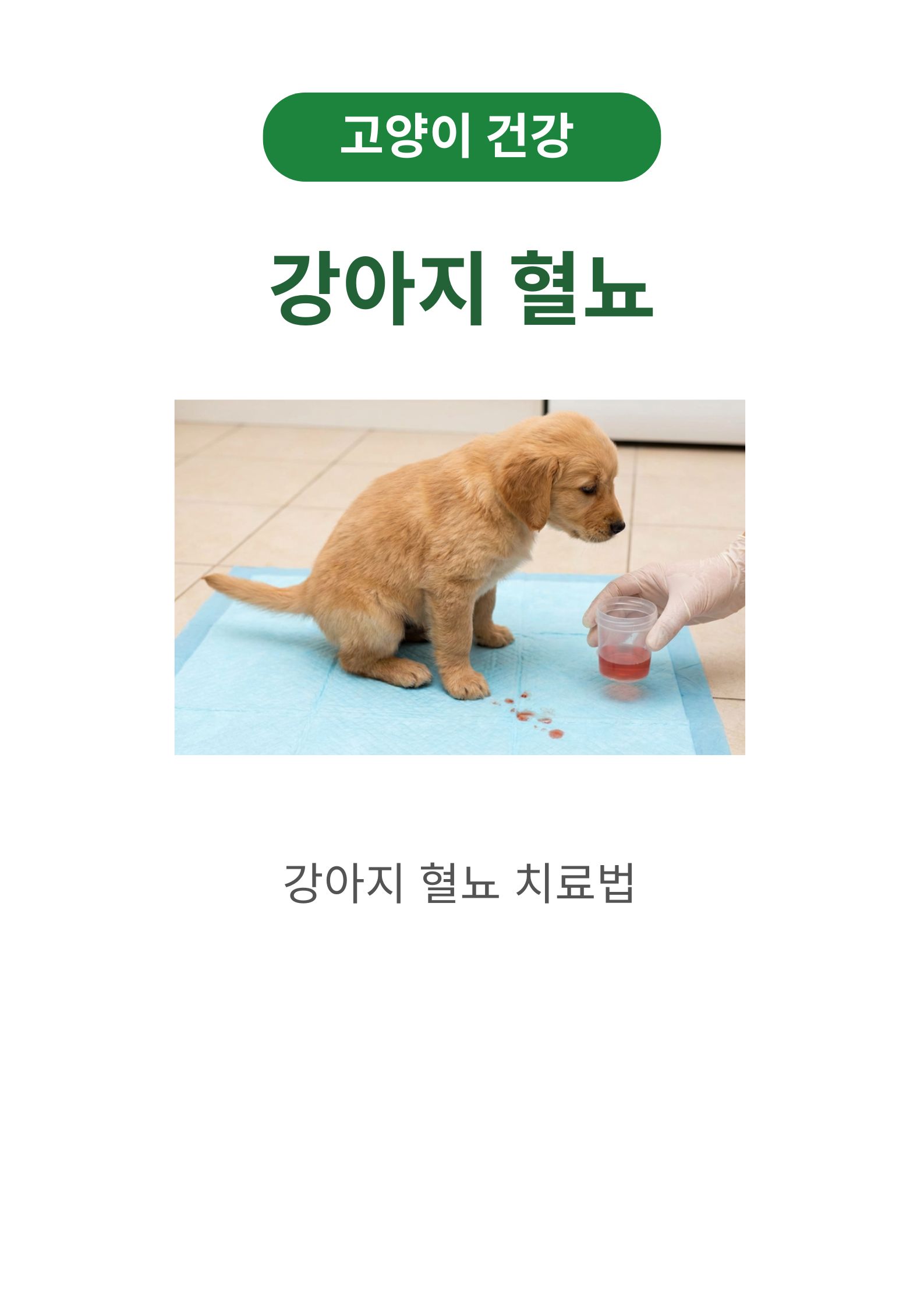 강아지 혈뇨 원인, 진단, 치료법 및 예방법 (2026년도에는 어떻게 달라질까?)