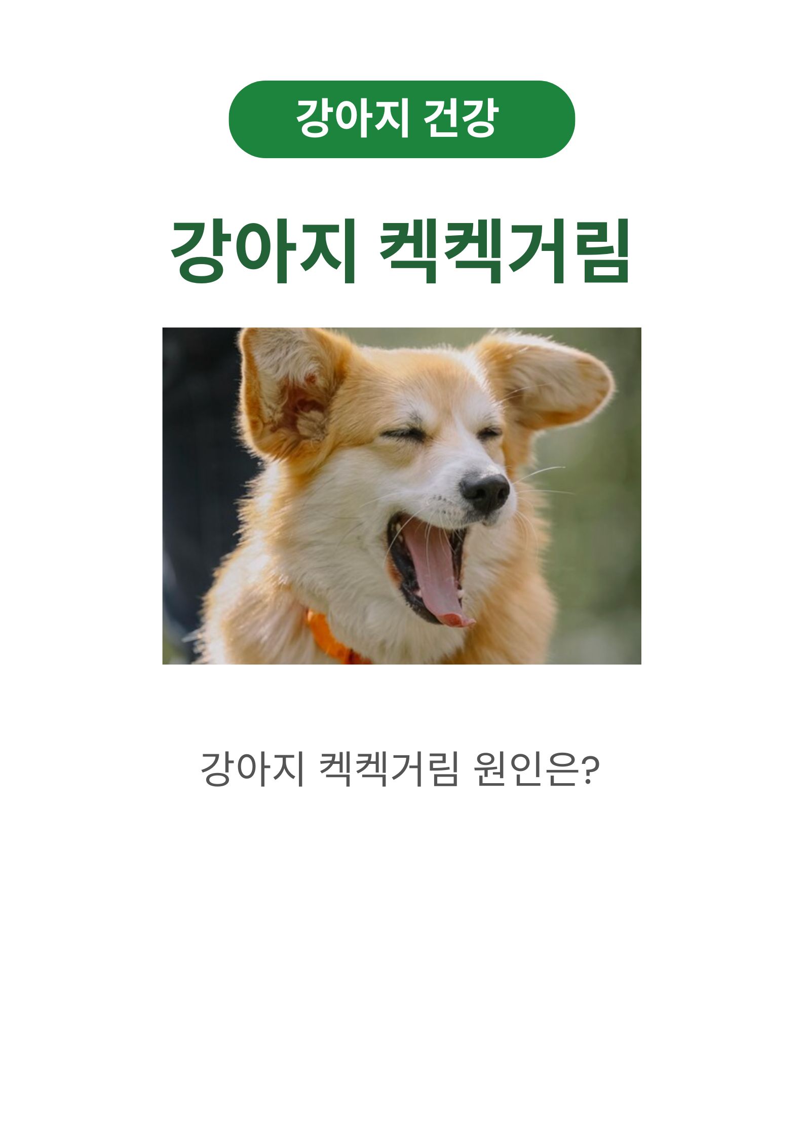 강아지 켁켁거림 원인, 치료법 및 예방법 (feat. 99%가 모르는 진짜 원인)
