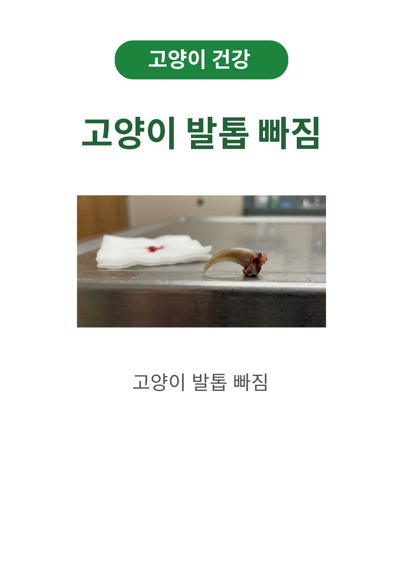 고양이 발톱 빠짐