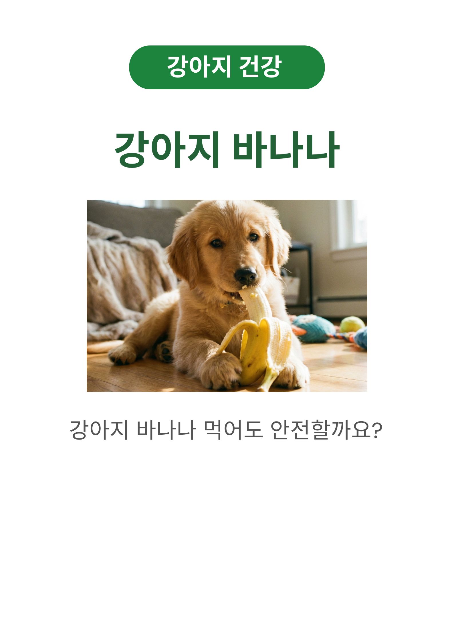 강아지 바나나 과연 먹어도될까? 안전하게 강아지 바나나 주는법