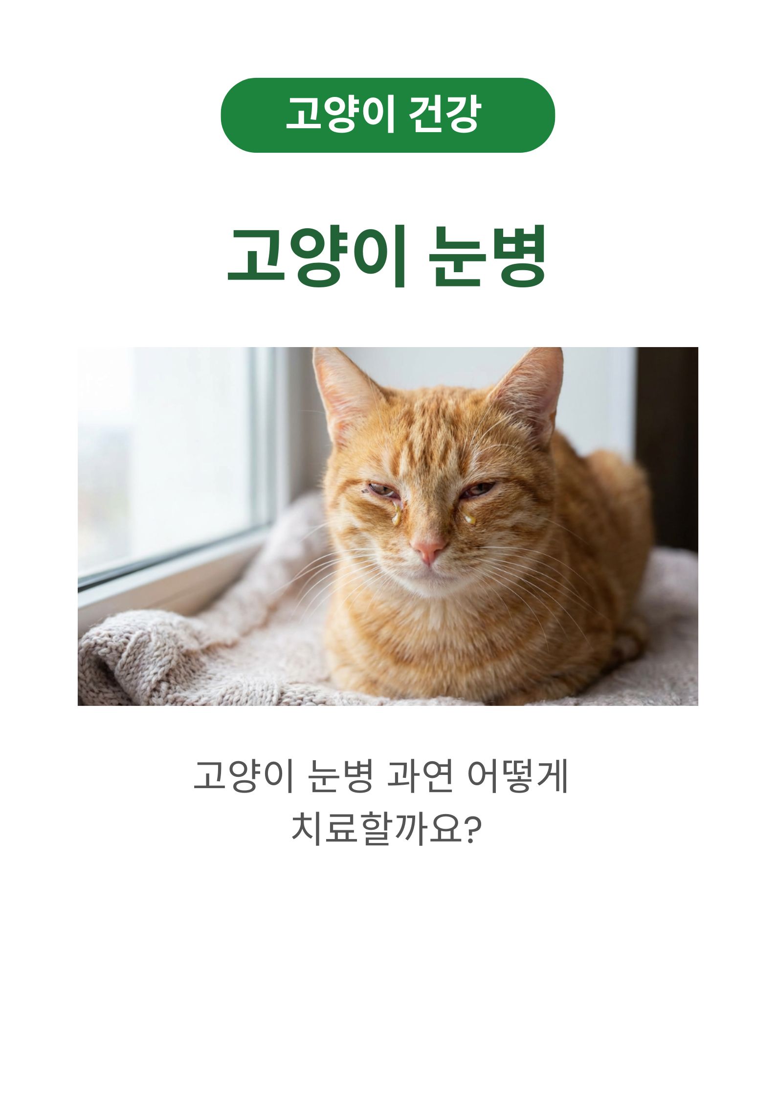고양이 눈병