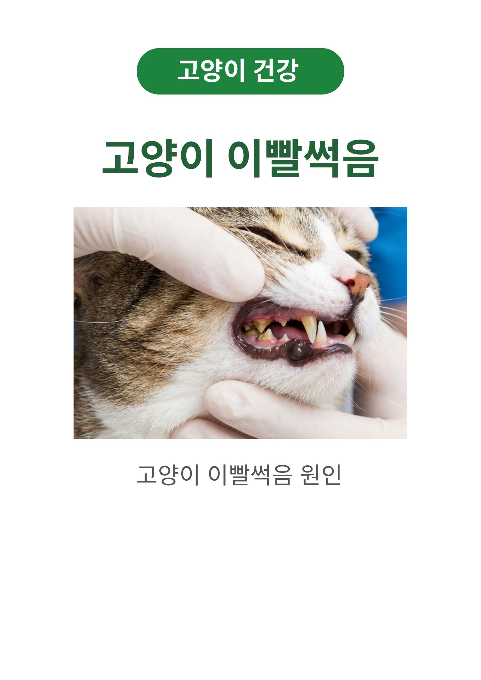 고양이 이빨썩음 증상, 원인 및 치료법 (feat. 수의사가 주는 99%가 모르는 꿀팁)