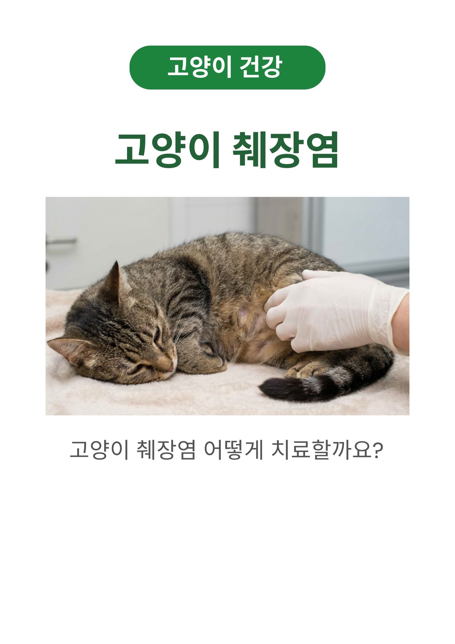 고양이 췌장염 증상, 원인 및 치료방법